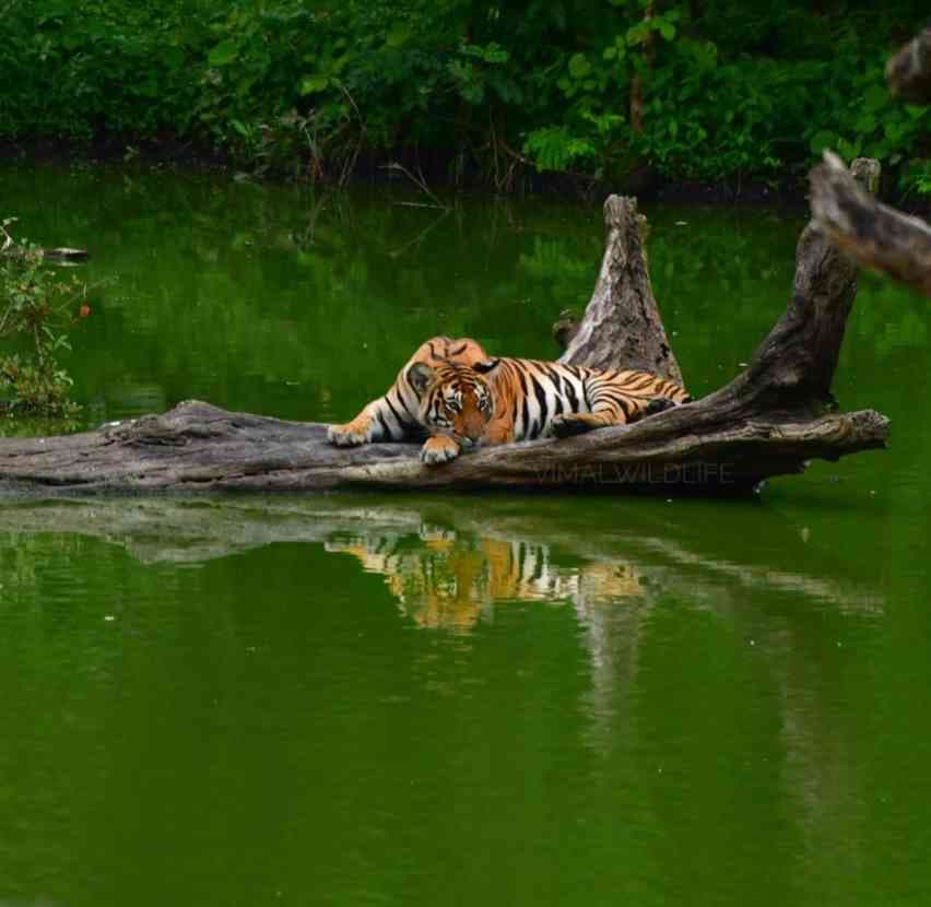 MUDUMALAI